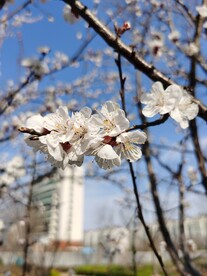杏花