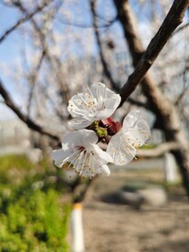 杏花