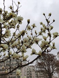 玉兰花