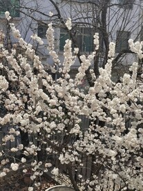 樱花树