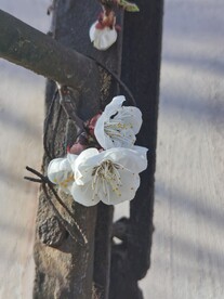 杏花