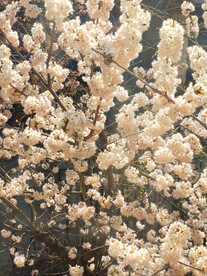 樱花树