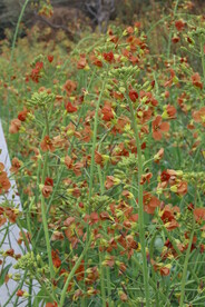 油菜花 