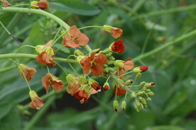 油菜花 