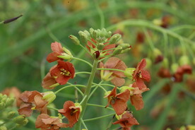 油菜花  