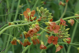 油菜花  