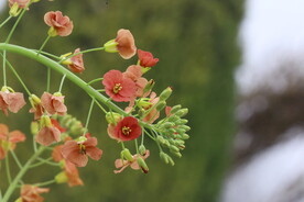 油菜花 