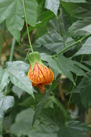 风铃花  
