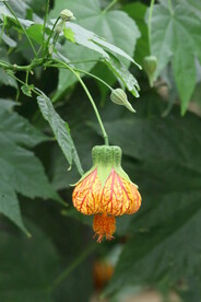 风铃花 