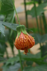 风铃花  