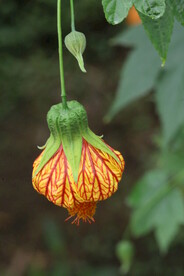风铃花 