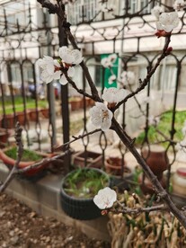 杏花