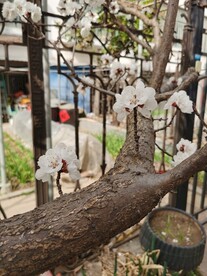 杏花