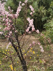 榆叶梅