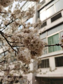 樱花树