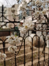 樱花树