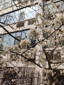 樱花树 