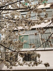 樱花树