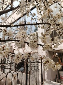 樱花树