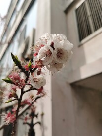 杏花