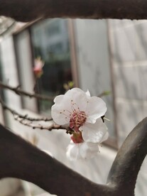 杏花