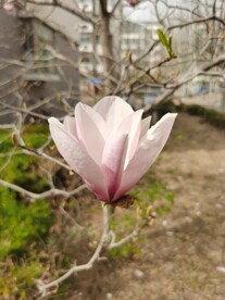 玉兰花