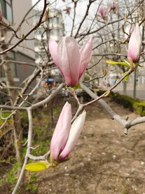 玉兰花