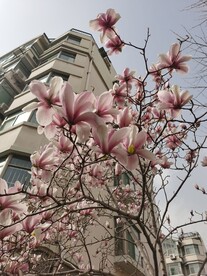 玉兰花