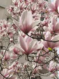 玉兰花