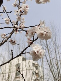 杏花