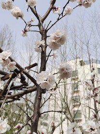 杏花