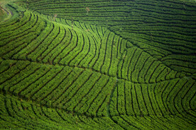 绿色茶园