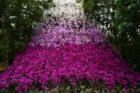 温室花草 
