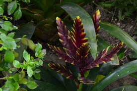 温室花草 