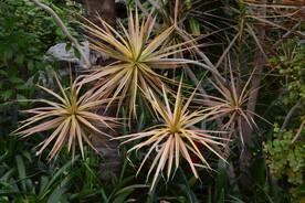 温室花草