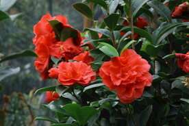 山茶花 