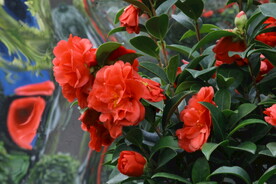 山茶花  
