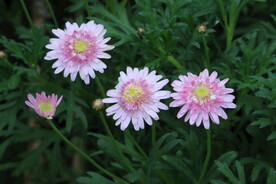 木茼蒿  