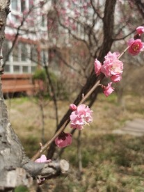 榆叶梅