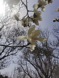 玉兰花
