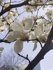 玉兰花