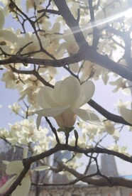 玉兰花