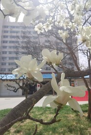 玉兰花