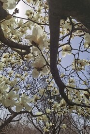 玉兰花 