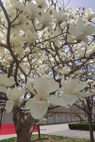 玉兰花 
