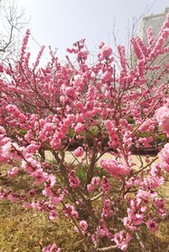 榆叶梅
