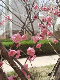 榆叶梅