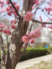 榆叶梅
