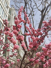 榆叶梅 