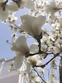 玉兰花